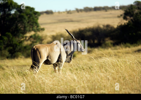 Eland - Masai Mara riserva nazionale, Kenya Foto Stock