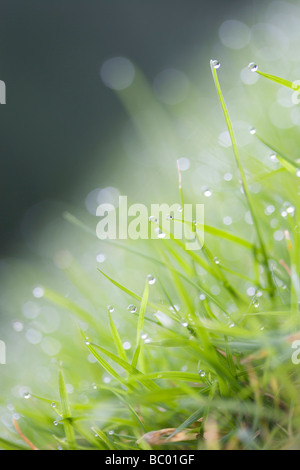 Di rugiada o di pioggia sui fili di erba Foto Stock