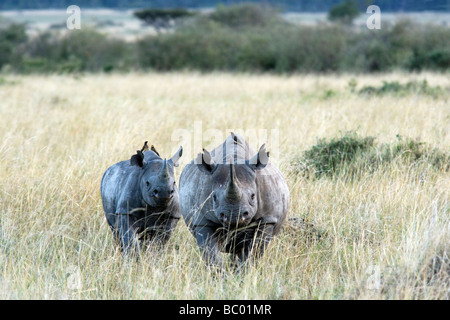 Il rinoceronte nero con i giovani - Masai Mara riserva nazionale, Kenya Foto Stock