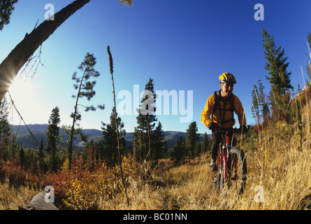 Mountain biker sulla mattina presto spin in area boschiva. Foto Stock