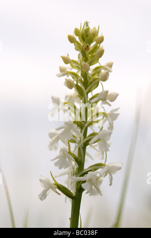 Comune di bianco profumato Orchid Foto Stock