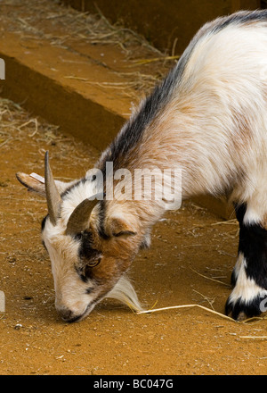 Vista ravvicinata della testa e le corna di capra domestica Capra aegagrus hircus con la barba Foto Stock