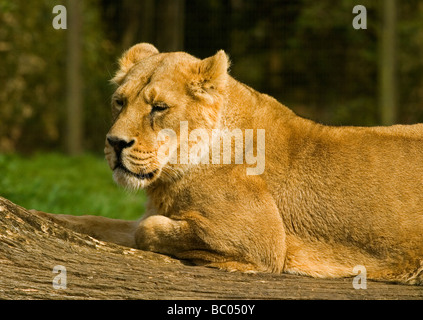 Leonessa Panthera Leo è uno dei quattro grandi felini del genere Panthera, e da un membro della famiglia Felidae. Visto in appoggio su di un registro. Foto Stock