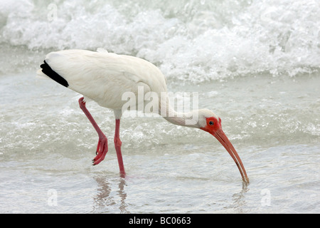 White Ibis alimentando in surf Sanibel Island Florida Foto Stock