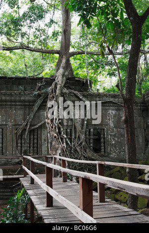 "Beng Mealea' le rovine nella giungla, passerella in legno che conduce al tempio antico edificio contemplati [dall'albero radici], Angkor, Cambogia Foto Stock