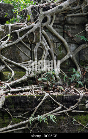 Struttura di copertura di radici antiche rovine di templi, 'Beng Mealea', Angkor, Cambogia Foto Stock