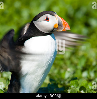 Inghilterra Northumberland Isole farne un unico puffin Fratticula artica sulla parte interna farne Isola Foto Stock