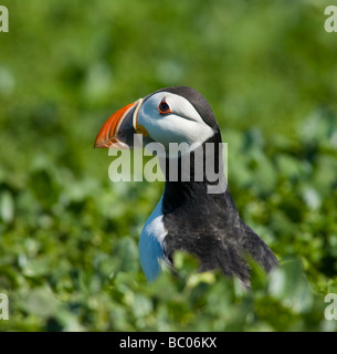 Inghilterra Northumberland Isole farne un unico puffin Fratticula artica sulla parte interna farne Isola Foto Stock