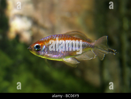 Congo Tetra pesci Phenacogrammus interruptus, Alestiidae, Africa Foto Stock