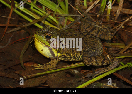 Rana Verde (Rana clamitans) maschio chiamando per attrarre mate - New York - USA Foto Stock