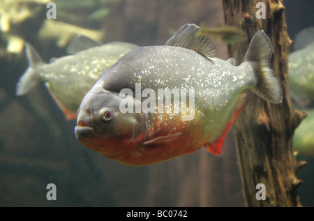 Rosso-panciuto, Piranha Pygocentrus nattereri, sud americana di pesci di acqua dolce. Foto Stock