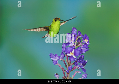 Testa ramata Emerald Elvira cupreiceps maschio in volo sul fiore Valle Centrale Costa Rica America Centrale Dicembre 2006 Foto Stock