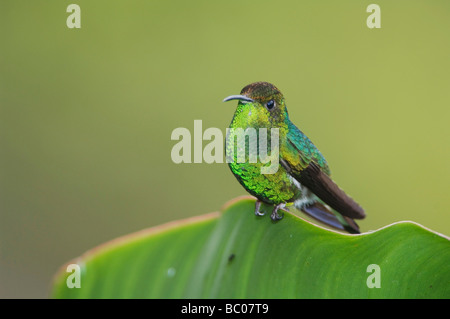 Testa ramata Emerald Elvira cupreiceps maschio appollaiato sulla banana leaf Valle Centrale Costa Rica America Centrale Foto Stock