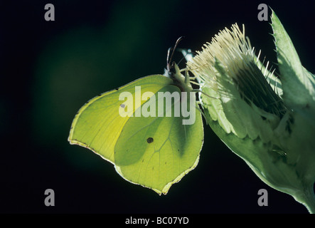 Comune di Brimstone Gonepteryx rhamni maschio su Bull Thistle Cirsium vulgare Oberaegeri Svizzera Marzo 1994 Foto Stock