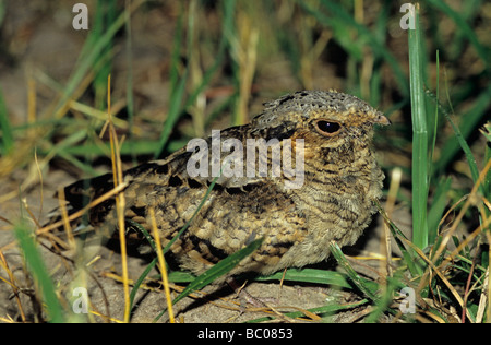 Comune Nyctidromus Pauraque albicollis giovani di notte sul nido Cameron County Rio Grande Valley Texas USA Foto Stock