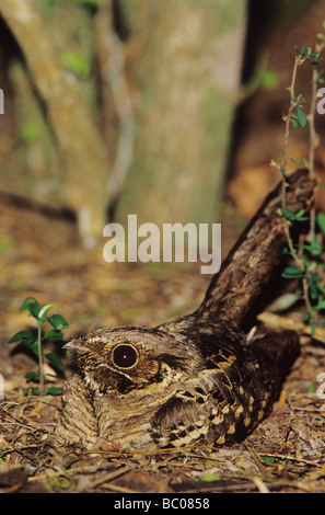 Comune Nyctidromus Pauraque albicollis adulto a notte su nest The Inn at Chachalaca piegare Cameron County Rio Grande Valley Texas Foto Stock