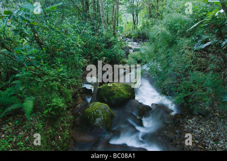 Ruscello di montagna in Cloudforest nelle Highlands Bosque de Paz Valle Centrale Costa Rica America Centrale Dicembre 2006 Foto Stock