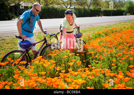 Un giovane su biciclette si ferma ad ammirare la California papaveri che fiorisce in primavera nei pressi di Los Olivos Santa Ynez Valley in California Foto Stock