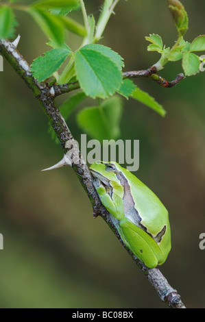 Comune di Raganella Hyla arborea adulto a riposo in rosa selvatica bush il Parco Nazionale del lago di Neusiedl Burgenland Austria Aprile 2007 Foto Stock