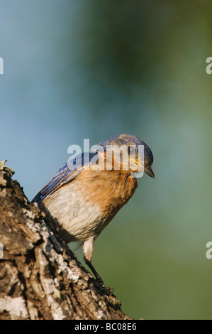 Eastern Bluebird Sialia sialis maschio Willacy County Rio Grande Valley Texas USA Giugno 2006 Foto Stock