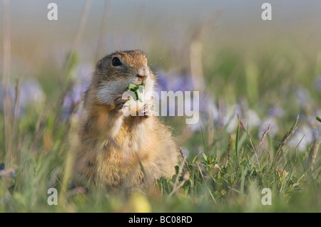 Unione Suslik Spermophilus citellus adulto Parco Nazionale del lago di Neusiedl Burgenland Austria Aprile 2007 Foto Stock