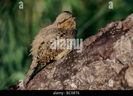 Eurasian spasmodico Jynx torquilla adulto Oberaegeri Svizzera Settembre 1995 Foto Stock