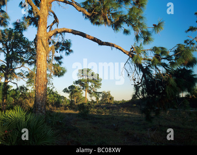 Alberi di pino al tramonto Oscar Scherer stato Parco Florida Dicembre 1998 Foto Stock