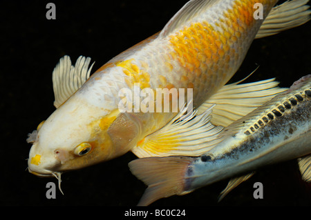 Il bianco e il giallo Yamabuki Hariwake Butterfly Koi pescare nel laghetto di casa di notte con blu Doitsu Shushui carpa abrasibile Foto Stock