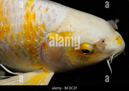 Chiudere la faccia del bianco e del giallo yamabuki hariwake butterfly pesce Koi di notte Foto Stock