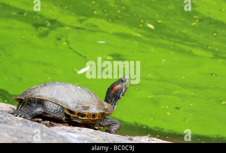 La tartaruga su una roccia dall'acqua del Central Park di New York City Foto Stock