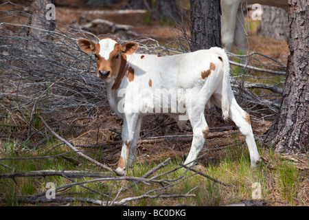 Giovani longhorn vitello in un pascolo della Florida Foto Stock