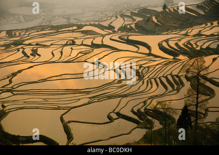 Sunrise presso lo spettacolare riempito di acqua terrazze di riso di Yuanyang Yunnan in Cina Foto Stock