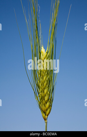 Espiga de Trigo grano spike Foto Stock
