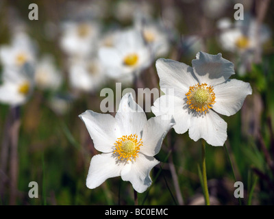 Anemone sylvestris ( snowdrop windflower , anemone legno ) Foto Stock