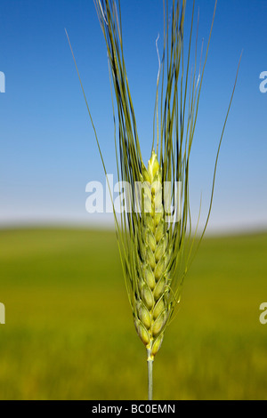 Espiga de Trigo grano spike Foto Stock