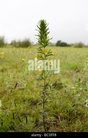 Rari fiori selvatici in Scozia Foto Stock