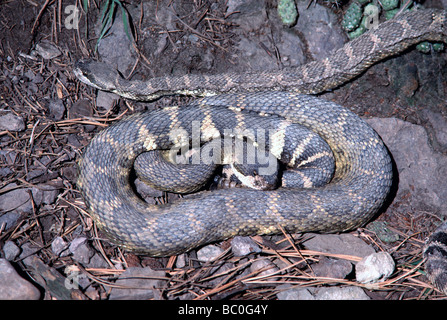Rattlesnake (Crotalinae) in posizione avvolta a spirale, Rattlesnake slithering, Sud Okanagan, BC, British Columbia, Canada Foto Stock