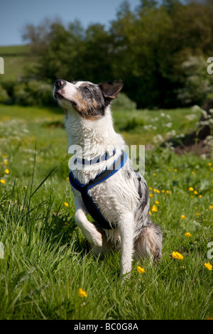 Blue merle Border Collie cane indossando un cavo blu sat su erba con una zampa sollevata su una soleggiata giornata estiva Foto Stock
