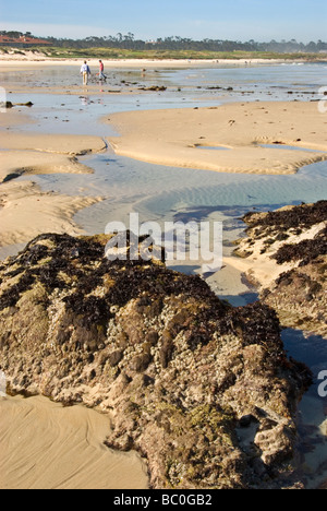 Asilomar Beach a Monterey in California Foto Stock