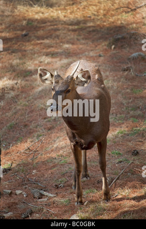 Giovane cervo nella foresta, Bhutan Asia 91399 Bhutan-Takins Foto Stock