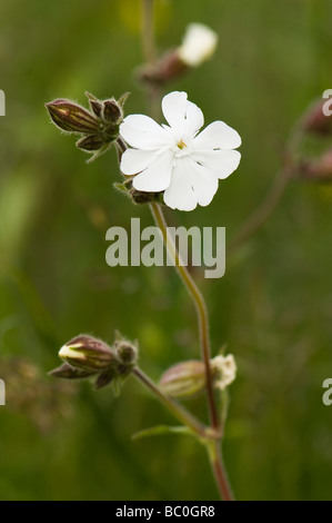 White campion Sliene latifolia Foto Stock