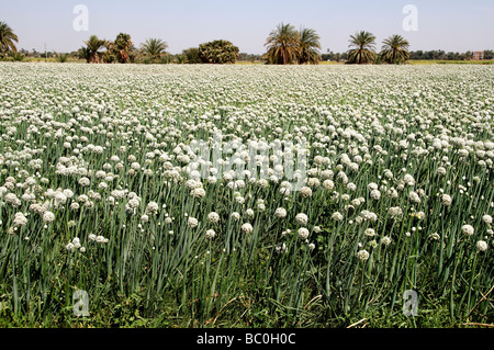 Fiume Nilo in Egitto Agriturismo agricoltore agricoltura fiori di campo Foto Stock