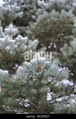 Vista dettagliata del blu albero di abete rosso (Picea pungens) con la neve sui rami e spazio di copia Foto Stock