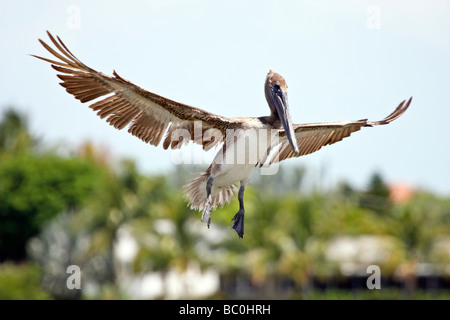 Brown Pelican preparazione a terra Foto Stock