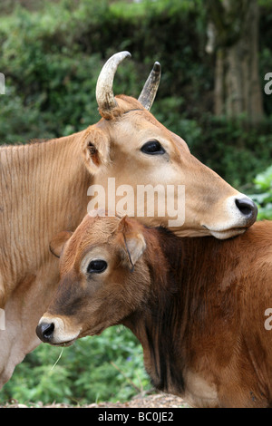 Ritratto di Madre e vitello presi in Munnar Kerala, India Foto Stock