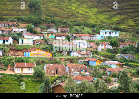 India, nello Stato del Tamil Nadu, Ooty, Ootacamund, Udhagamandalam, piantagione di tè Nilgiri Hills Foto Stock