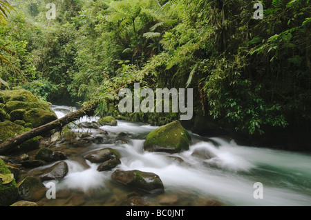 In Mountainstream Cloudforest i Giardini delle Cascate La Paz Valle Centrale Costa Rica America Centrale Dicembre 2006 Foto Stock