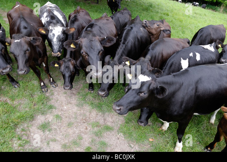 Mandria di mucche visto dal di sopra Foto Stock