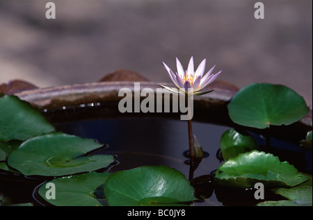 Un unico fiore di loto cresce in una grande pentola di creta Foto Stock