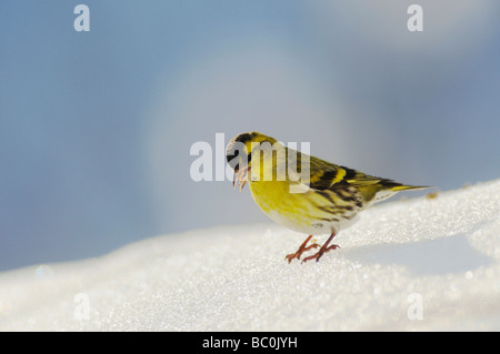 Eurasian Lucherino Carduelis spinus maschio semi di mangiare sulla neve Zugo Svizzera Dicembre 2007 Foto Stock